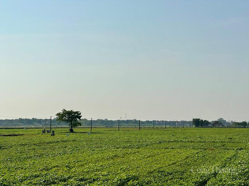 Phú Thọ đang tạo ra những vùng nguyên liệu an toàn, góp phần thúc đẩy phát triển ngành chế biến dược phẩm và các sản phẩm bảo vệ sức khỏe người dân.