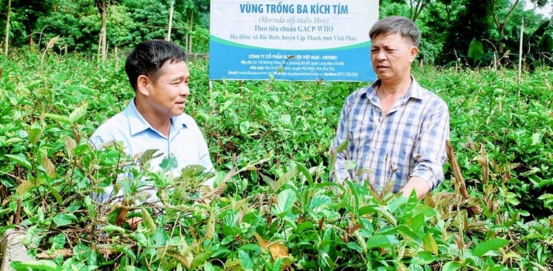 Từ mô hình sản xuất nhỏ lẻ chỉ 1.000 m² của ông Bùi Văn Sỹ, đến nay, xã Thái Hòa đã trở thành vùng trồng ba kích tím tập trung với hơn 50 hộ tham gia, diện tích hơn 11 ha. Ảnh: Phùng Hải