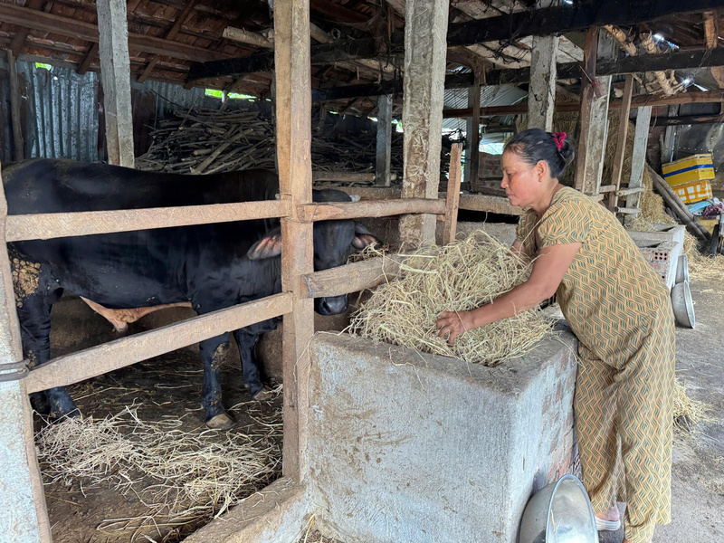 Mạnh dạn vay vốn để phát triển chăn nuôi giúp nhiều nông dân thoát nghèo bền vững