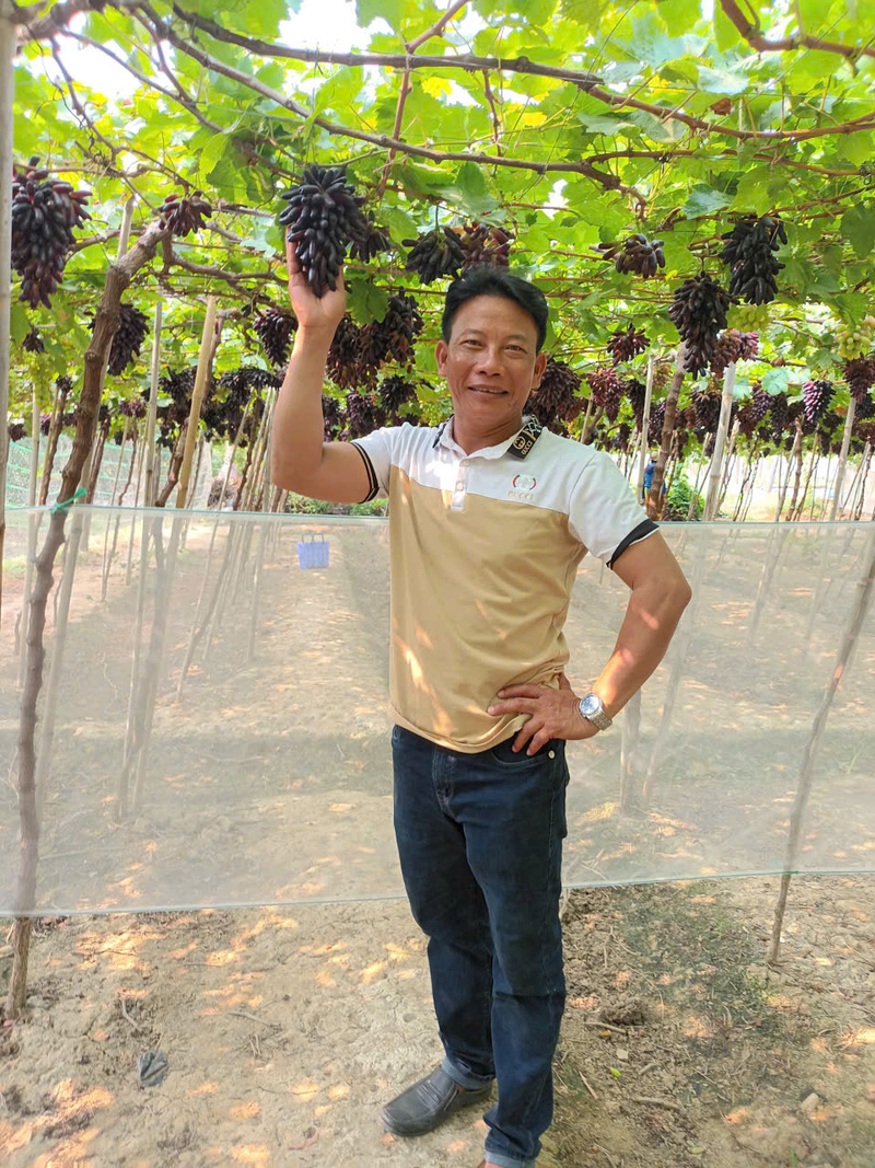 Ông Trần Cao Tiên tại vườn nho OCOP của Hợp tác xã kinh doanh dịch vụ Xuân Hải. Ảnh: NVCC