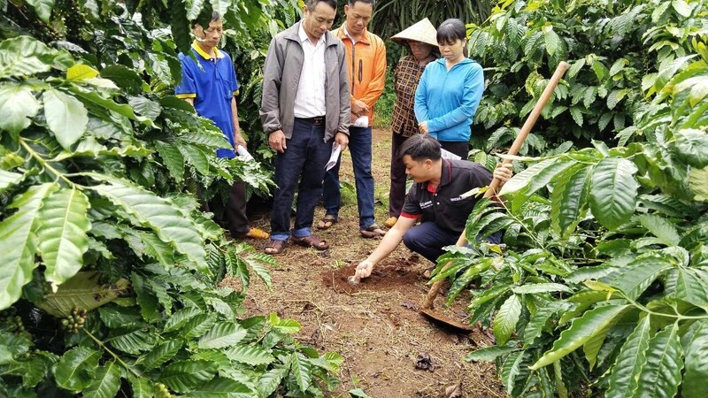 Nông dân tham gia Chương trình NESCAFÉ Plan được tập huấn phương pháp canh tác bền vững