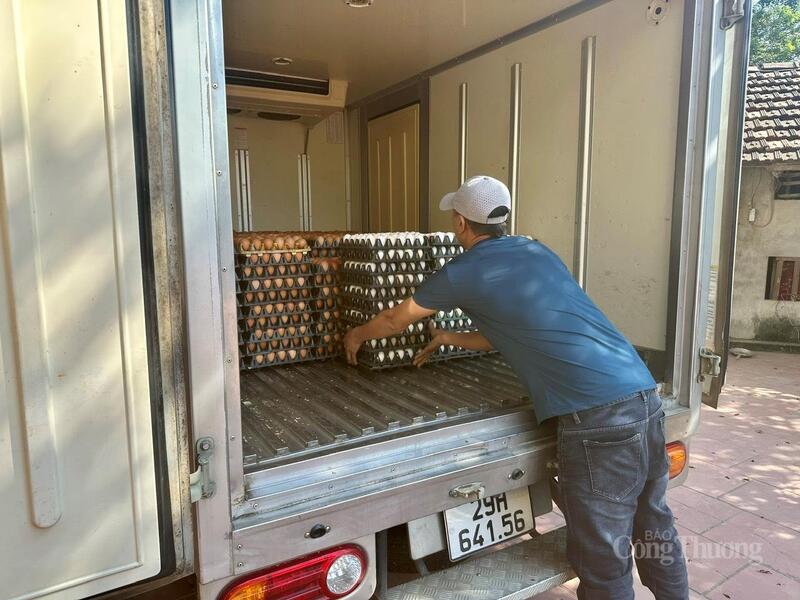 Mô hình nuôi gà Ai Cập vằn của bà Lê Thị Hạnh chăn nuôi theo phương thức liên kết, ký hợp đồng với đối tác tại Hà Nội đã cho thu nhập ổn định.