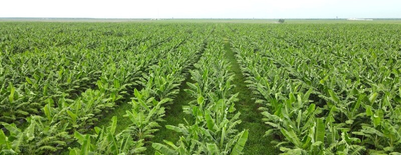 A THACO Agri banántermő területe. Fotó: T.C