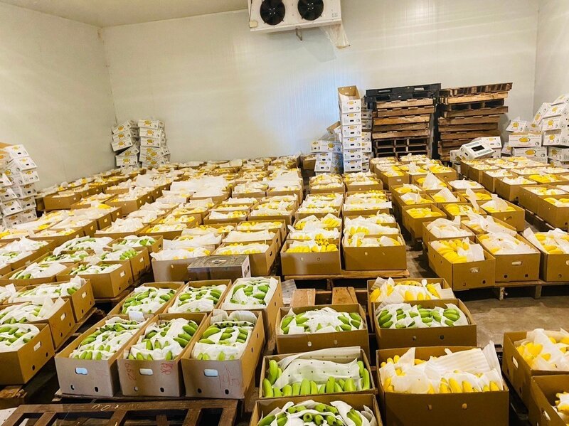 A globális banánpiac értéke évente körülbelül 15 milliárd dollár, a kereslet pedig folyamatosan növekszik az ázsiai és közel-keleti fogyasztásnak köszönhetően. Szemléltető fotó