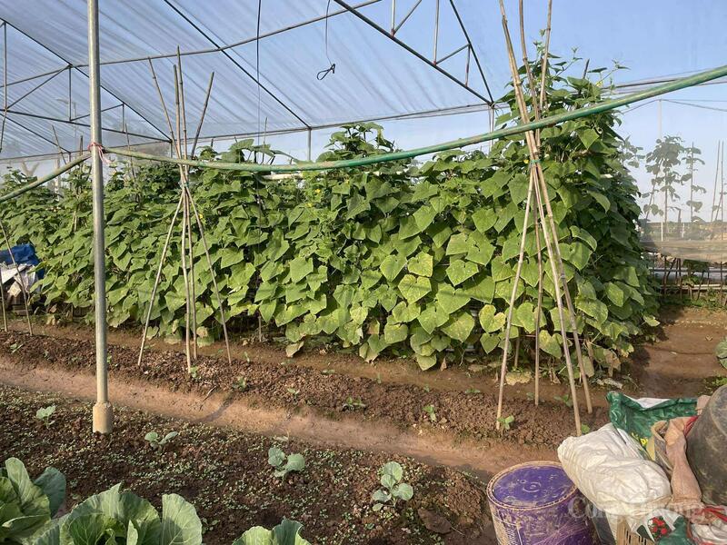 Groentecoöperatie Van Duc verhoogt de productie en teelt groenten tussen verschillende teeltsoorten.