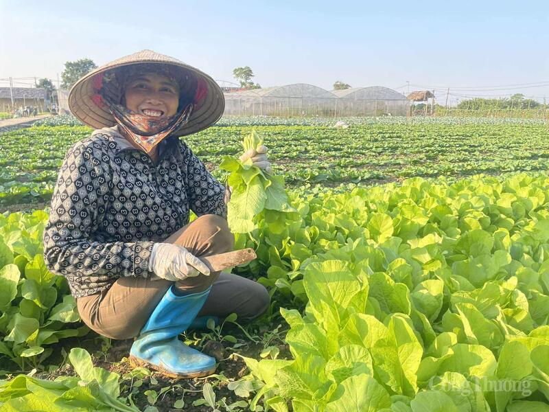 Boeren van Coöperatie Van Duc oogsten zoete kool bij zonnig weer, de groenteprijzen stijgen sterk.