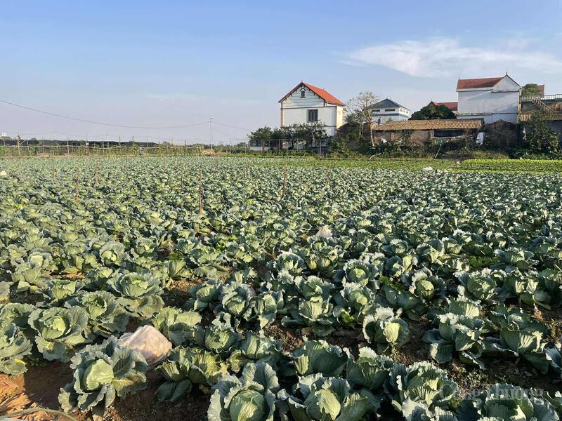 De koolprijzen zijn bijna verdubbeld.