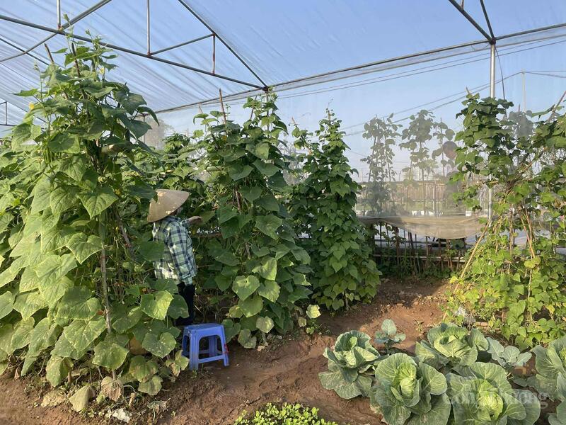 De komkommerproductie wordt ook beïnvloed door weersinvloeden.