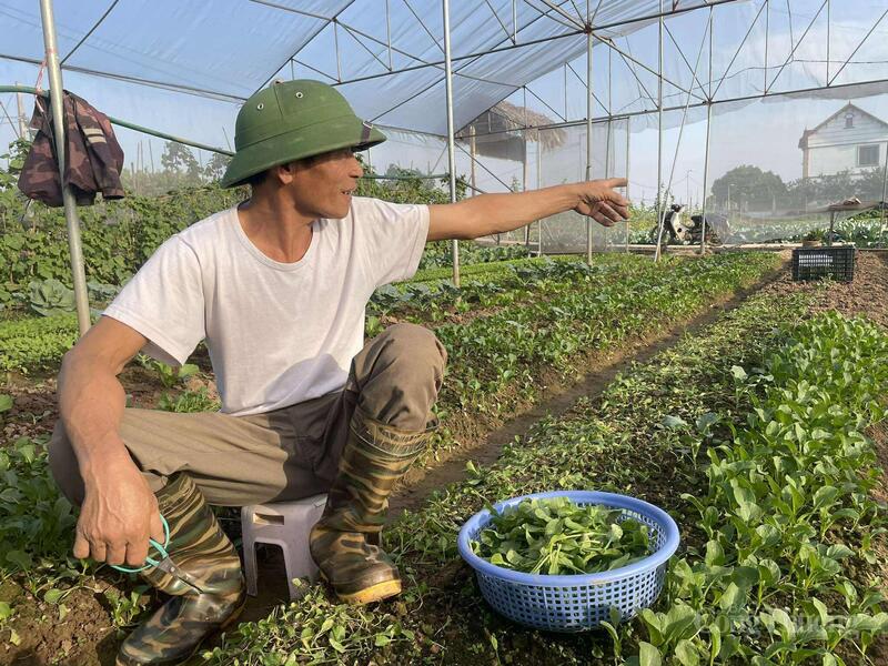 De heer Dao Van Thanh (67 jaar) wees naar het groenteteeltgebied dat getroffen was door de langdurige regenval.