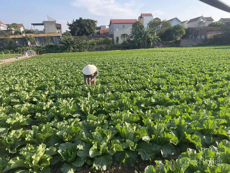 Leden van de coöperatie verhogen de productie voor de winteroogst.