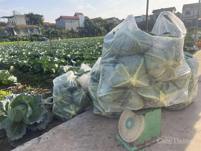 Kool wordt verpakt in zakken van 20 kg.