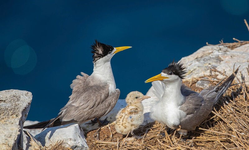 Chim Nhàn mào ở Vườn Quốc gia Côn Đảo. Ảnh: VQGCĐ