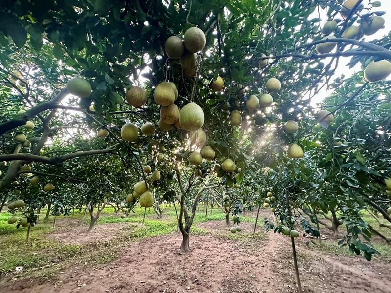 Phú Thọ đẩy mạnh tái cơ cấu nông nghiệp theo hướng phát triển vùng nguyên liệu tập trung gắn với thị trường xuất khẩu.