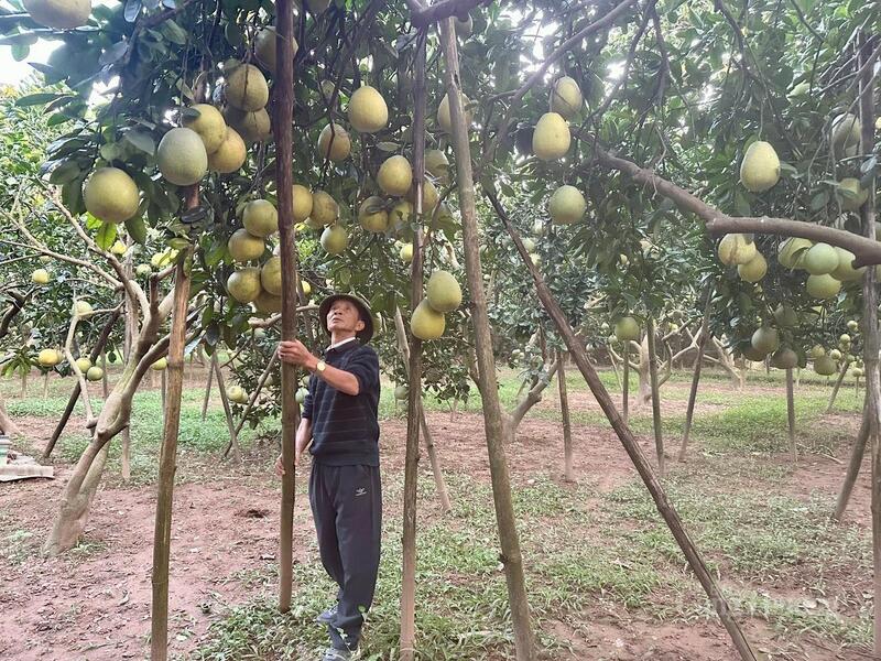 Tổ sản xuất bưởi Ngọc Long (xã Liên Châu, tỉnh Phú Thọ) là một trong những mô hình điểm khi được cấp mã vùng trồng.