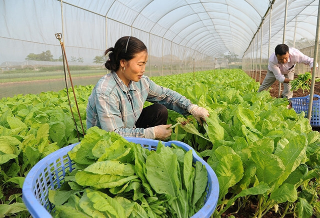 Ханой прагне підтримувати великомасштабні спеціалізовані безпечні райони вирощування овочів до 2030 року з обсягом виробництва понад 400 000 тонн на рік. Фото: Мінь Куанг.