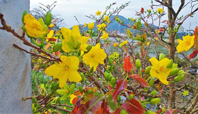 Còn gần một tháng rưỡi nữa mới tới Tết Nguyên đán nhưng hoa đã bung nở.