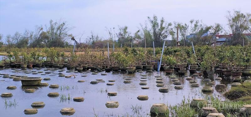 Hàng loạt chậu mai bị nước lũ cuốn trôi.