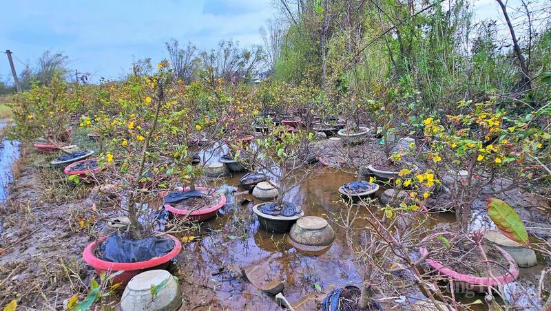 Theo thống kê, tại khu vực “thủ phủ” mai vàng An Nhơn có hơn 720.000 cây và chậu mai bị thiệt hại do thiên tai.