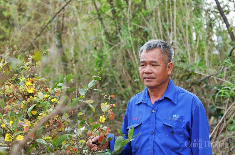 Thiên tai khiến người trồng mai đứng trước nguy cơ thua lỗ nặng.