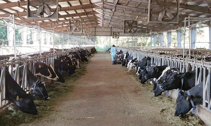 Kyroppdrett ved Ba Vi Green Farm Investment and Cow Development Cooperative (Hanoi). Foto: TL