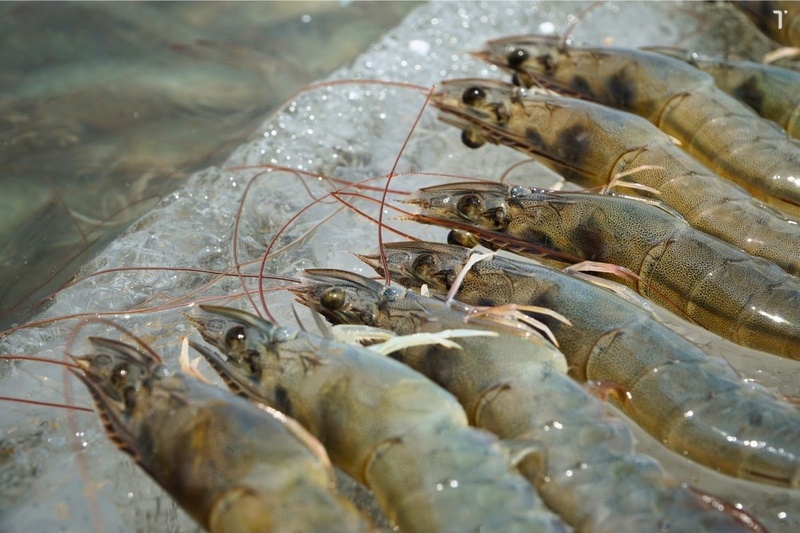 10 tháng năm 2025, xuất khẩu nhiều mặt hàng thủy sản của Việt Nam tăng cả về lượng và trị giá so với cùng kỳ năm 2024 như tôm các loại tăng 39,3% về lượng và tăng 28,6% về trị giá. Ảnh: tepbac.com