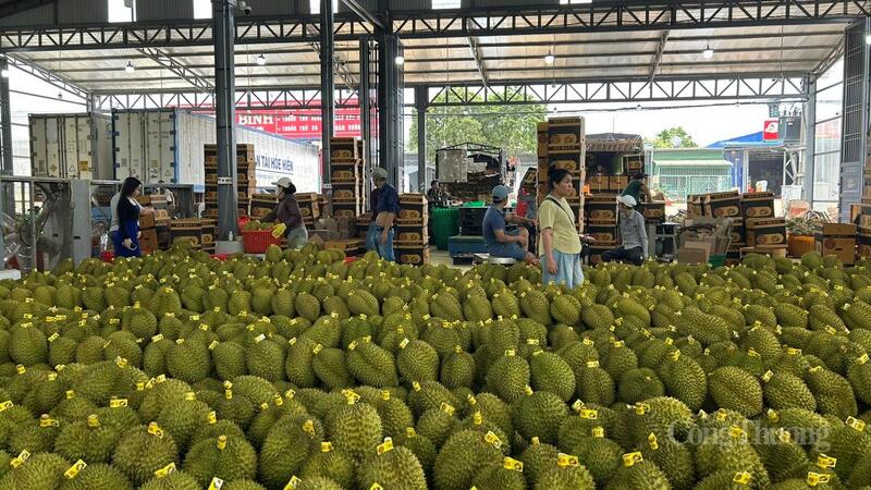 Xuất khẩu sầu riêng Đắk Lắk năm 2025 đạt khoảng 1,1 tỷ USD. Ảnh: Vũ Long