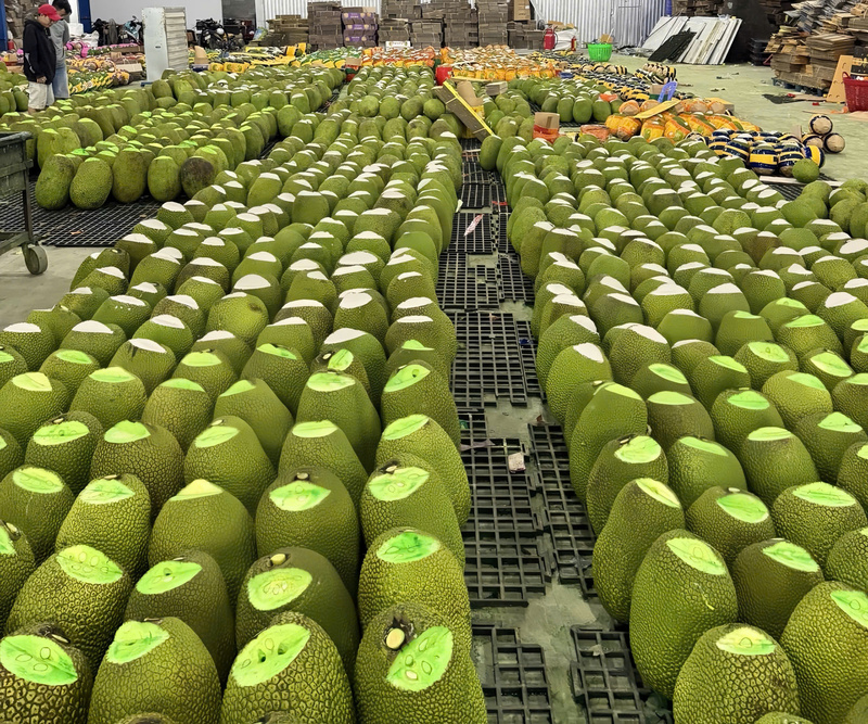 Färsk jackfrukt för export i Dong Thap. Illustrativt foto