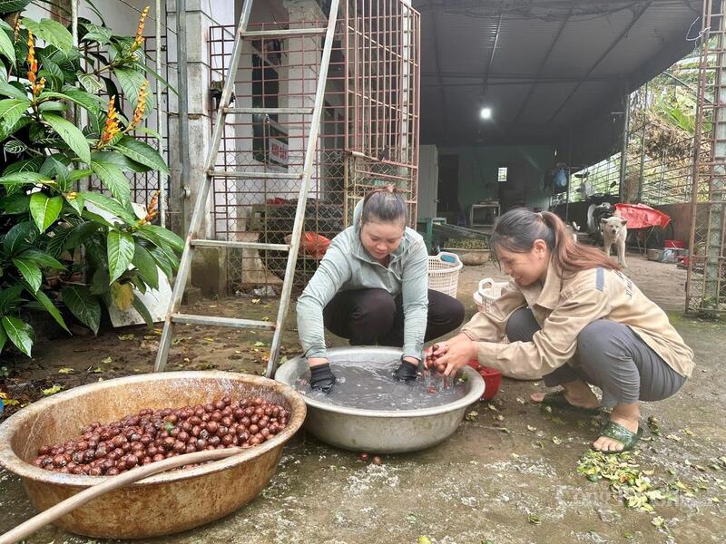 Cây mắc ca tạo sinh kế ổn định, nâng cao thu nhập cho đồng bào các dân tộc thiểu số.