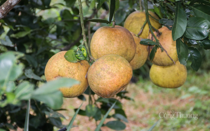 Cũng theo người dân địa phương, mưa lớn liên tục kéo dài cả tháng đã khiến cho khả năng hấp thụ dinh dưỡng, nuôi quả của cây kém. Cùng đó, độ ẩm của môi trường cũng tạo điều kiện cho nhiều loại nấm bệnh phát triển, làm hại quả.