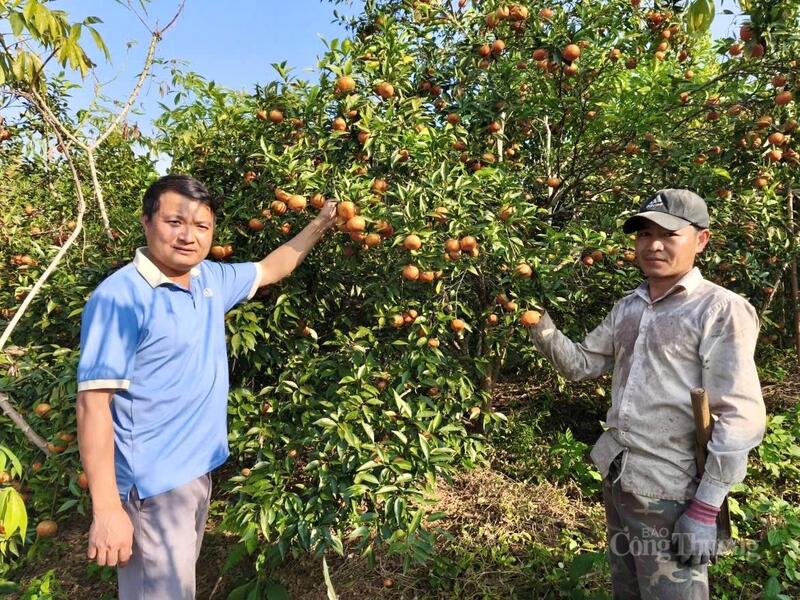 Từng hộ dân xã Tân Pheo đã tìm được con đường thoát nghèo bền vững ngay trên chính mảnh đất quê hương.