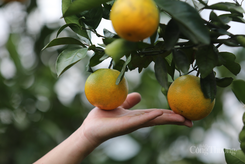 Cam Khe Mây là cây kinh tế, niềm tự hào của người dân Hà Tĩnh.