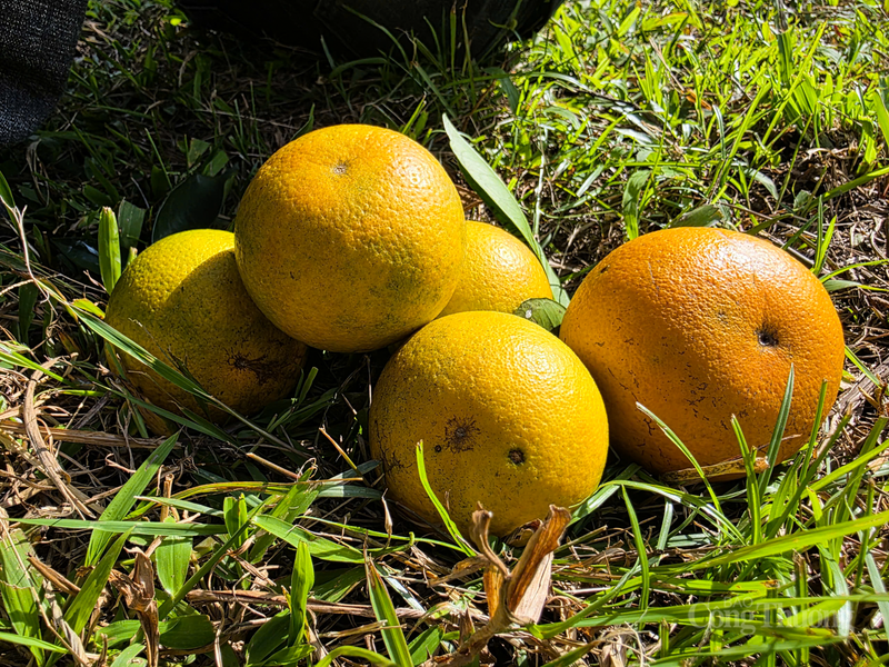 Mỗi trái cam bán ra đều có chỉ dẫn địa lý và mã QR truy xuất nguồn gốc, đó là cách người dân bán niềm tin tuyệt đối cho khách hàng.