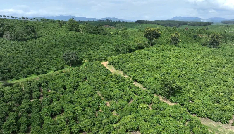 Với nơi được gọi là thủ phủ cà phê của Quảng Ngãi, việc đổi công không những giúp tiết kiệm chi phí mà còn nâng cao năng suất lao động của từng hộ gia đình