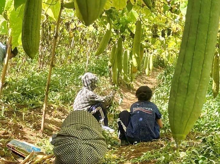 Nhờ liên kết thêm 1 ha với bà con địa phương, Tổ hợp tác xơ mướp Chapi luôn có nguồn nguyên liệu ổn định