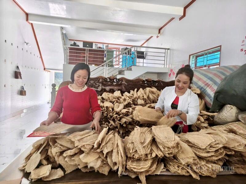 Tổ hợp tác xơ mướp Chapi được thành lập năm 2024, quy tụ 8 thành viên chủ yếu là hộ cận nghèo, đồng bào dân tộc thiểu số.