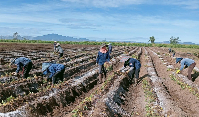 Người dân giúp nhau trong việc trồng, thu hoạch khoai lang