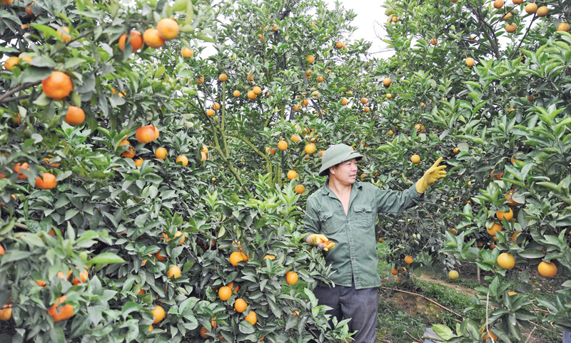 Nhiều giống cam đã và đang được nhân rộng mô hình trồng tại phường Chũ và xã Lục Ngạn mang hiệu quả kinh tế cao. Ảnh: Baobacninhtv