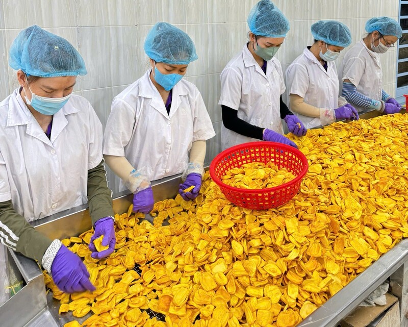 Ambiance animée dans l'entrepôt d'exportation de jacquiers en cette fin d'année. Photo : Nam Huy Dong Thap Company