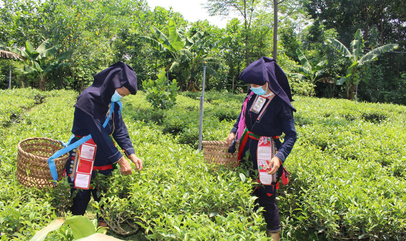 Cây chè là cây trồng mũi nhọn của tỉnh Thái Nguyên, do vậy, hái chè, thưởng trà… là các hoạt động không thể thiếu khi du khách đến tỉnh