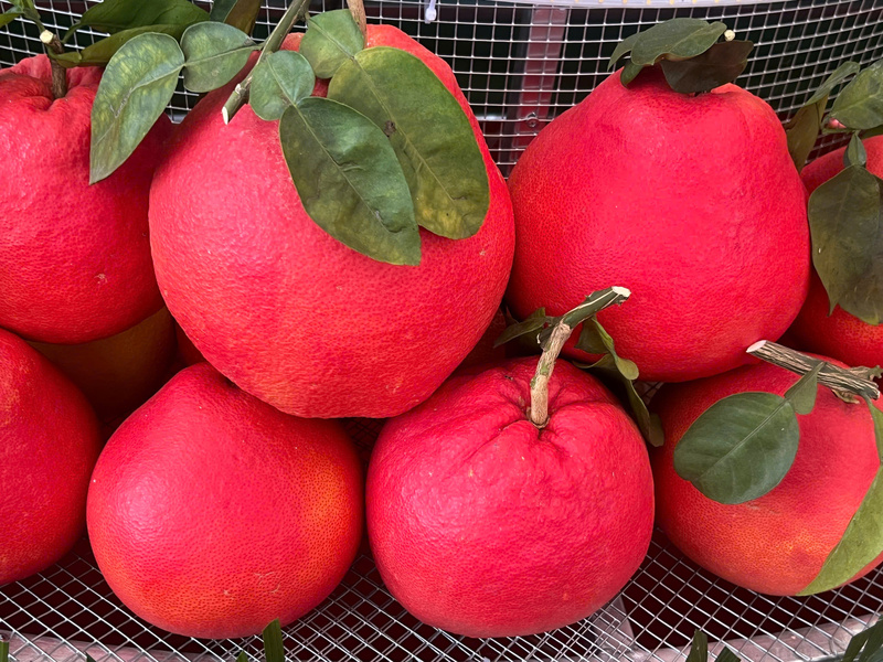 Đặc sản bưởi đỏ tiến vua, "ngôi sao" tại hội chợ trái cây Bắc Ninh 2025. Ảnh: Thanh Thảo