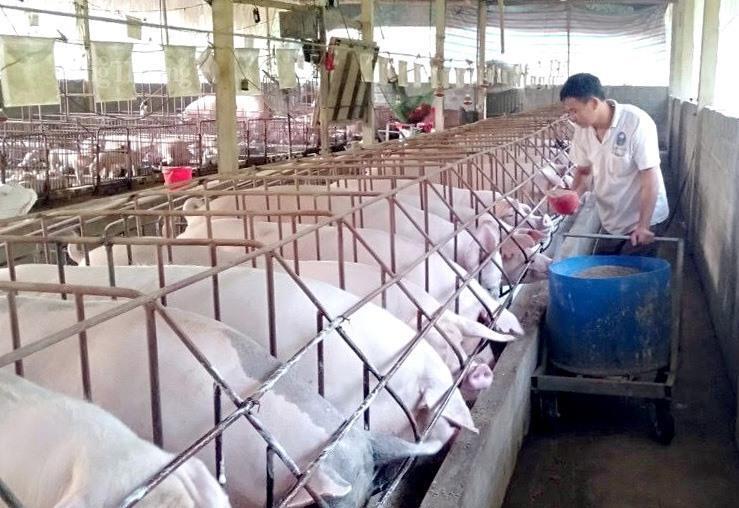 8. desember svingte prisen på levende griser mellom 58 000 og 61 000 VND/kg, avhengig av regionen. Denne prisen økte med 7 000–10 000 VND/kg sammenlignet med slutten av oktober 2025.