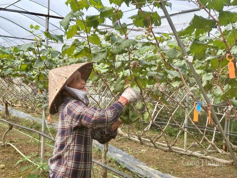 Từ mảnh vườn xanh, một hành trình thoát nghèo đã diễn ra một cách bền bỉ, lặng lẽ nhưng đầy hiệu quả.