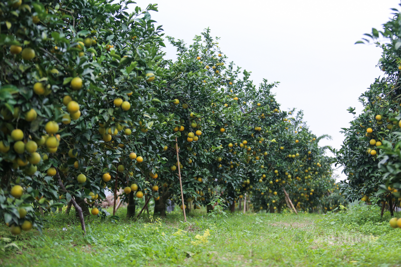 Những ngày này, bà con nông dân xã Đồng Lộc, tỉnh Hà Tĩnh đang tất bật thu hoạch vụ cam giòn chính vụ.