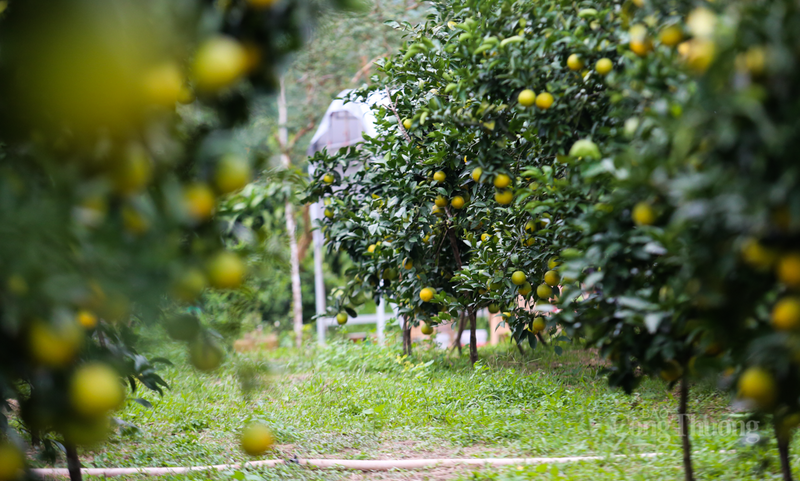 Việc đẩy mạnh áp dụng khoa học kỹ thuật và xây dựng thương hiệu đã giúp cam giòn Đồng Lộc tiêu thụ mạnh trong tỉnh và vươn ra các thị trường lớn ở miền Bắc và miền Trung.