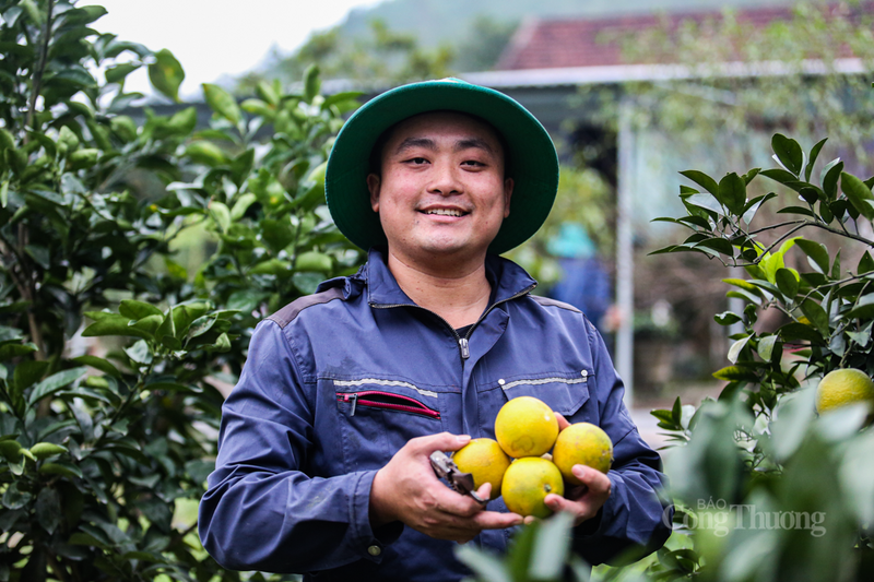 Trước vụ mùa bội thu, chính quyền địa phương và các hợp tác xã đang tích cực thực hiện các hoạt động xúc tiến thương mại, kết nối tiêu thụ, đảm bảo đầu ra ổn định cho sản phẩm.