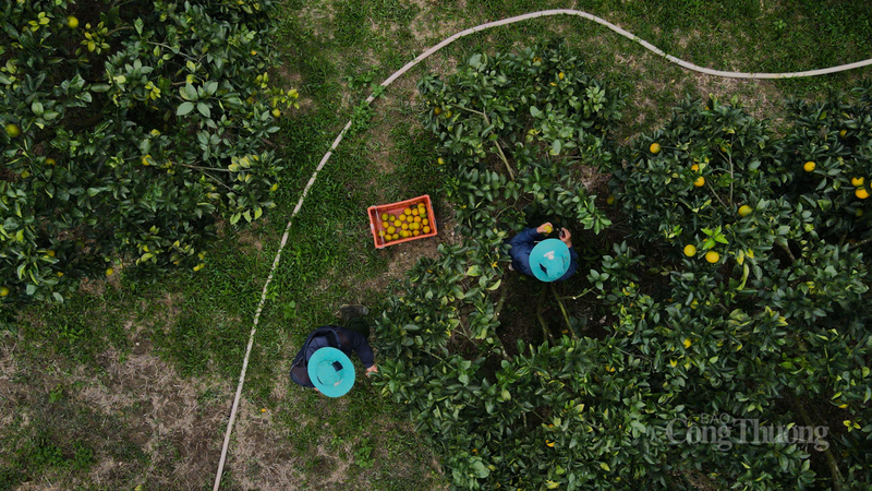 Theo thống kê của UBND xã Đồng Lộc, năm nay, sản lượng cam dự kiến thu hoạch hơn 2.500 tấn, tổng giá trị kinh tế ước đạt 210 tỷ đồng. Địa phương sẽ phối hợp với các ngành chức năng tổ chức tập huấn, chuyển giao tiến bộ khoa học - kỹ thuật, giúp người dân nâng cao nhận thức về xây dựng, phát triển thương hiệu sản phẩm, phát huy tối đa lợi thế của cây cam trong phát triển kinh tế.