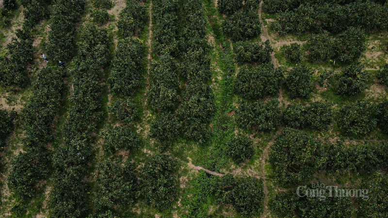 Với diện tích 350 héc-ta, cam Đồng Lộc năm nay đạt năng suất cao, được giá, mang lại niềm vui lớn cho người dân địa phương.