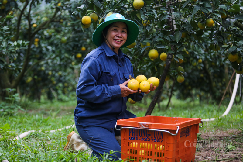 Bà Phan Thị Hiền - Giám đốc HTX Thanh Hiền, xã Đồng Lộc chia sẻ, thời tiết năm nay rất thuận lợi, nên chất lượng cam rất tốt, ít sâu bệnh. Năng suất ước tính tăng khoảng 10 - 15% so với năm ngoái. Đặc biệt, ngay từ khi cam bắt đầu chín rộ, thương lái và người dân từ các nơi đã đến mua rất đông.