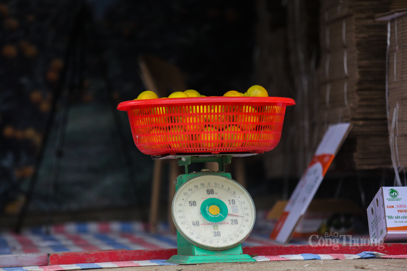 Hiện tại, cam giòn có giá dao động từ 60.000 – 70.000 đồng/kg, tăng khoảng 10% so với cùng kỳ năm trước.