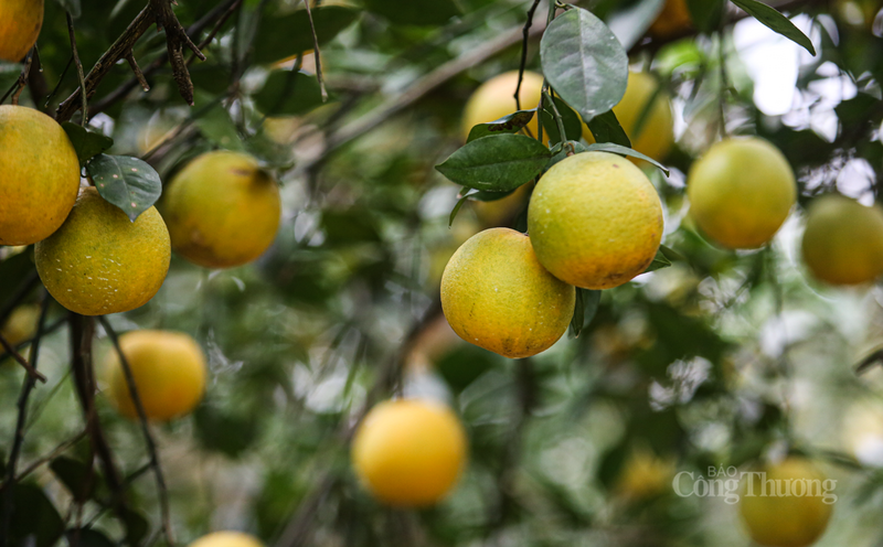 Việc giá tăng 10% là tín hiệu đáng mừng, giúp bà con có thêm động lực để tiếp tục đầu tư và nâng cao chất lượng sản phẩm.